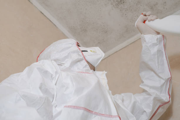 Certified Mold Removal in St Peter, MN