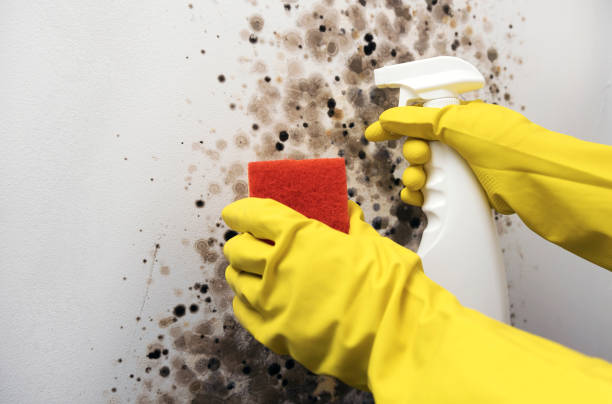 Mold Removal and Inspection