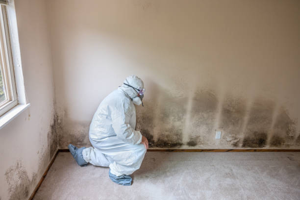 Reliable St Peter, MN Mold Removal Solutions